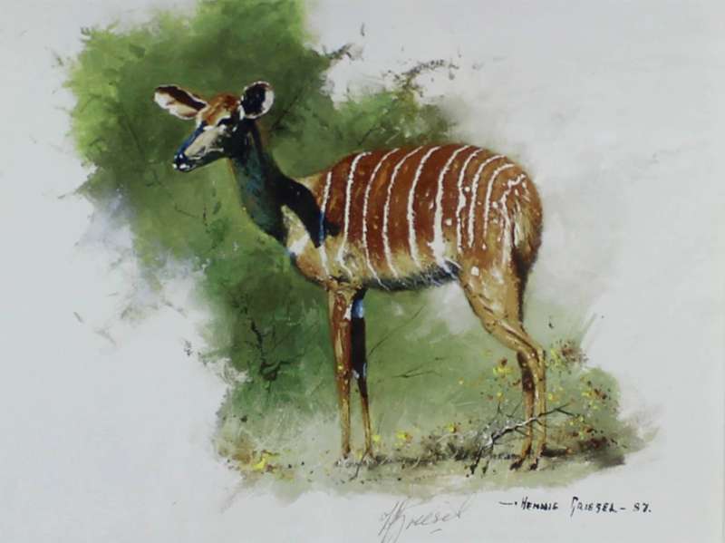 Hennie Griesel - Nyala - Signed print