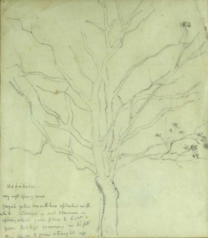 Strat Caldecot - Tree pencil drawing
