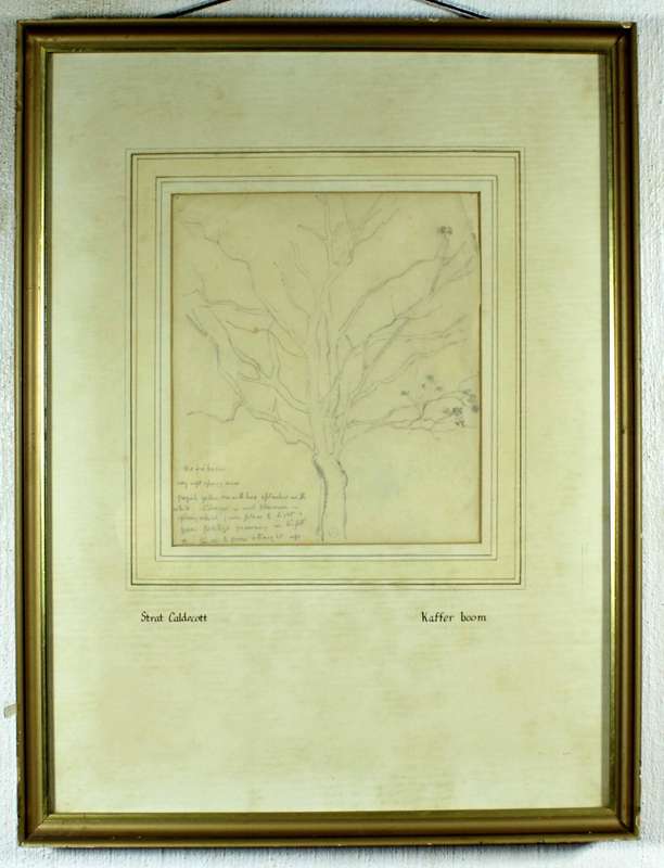 Strat Caldecot - Tree pencil drawing