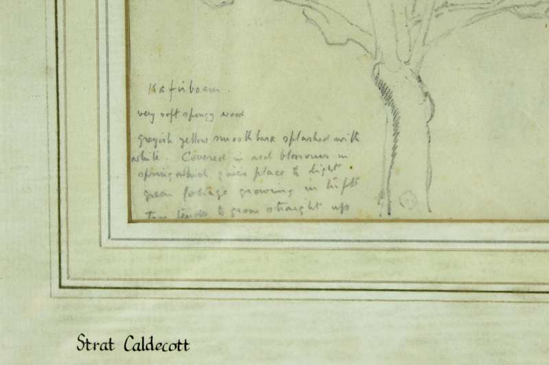 Strat Caldecot - Tree pencil drawing