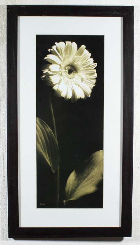 Trina - White flower print