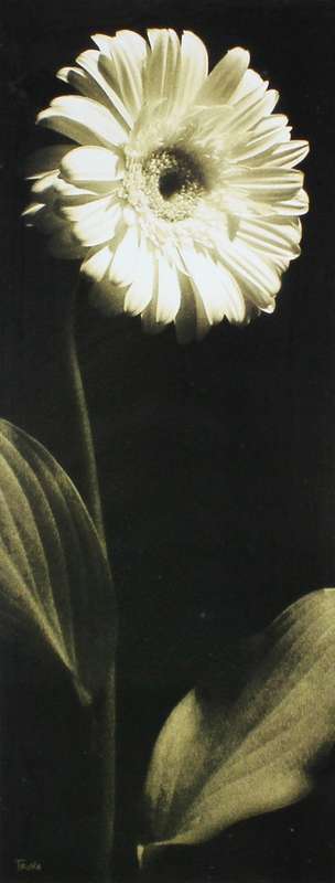 Trina - White flower print