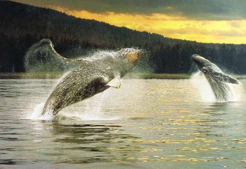 Breaching whales print