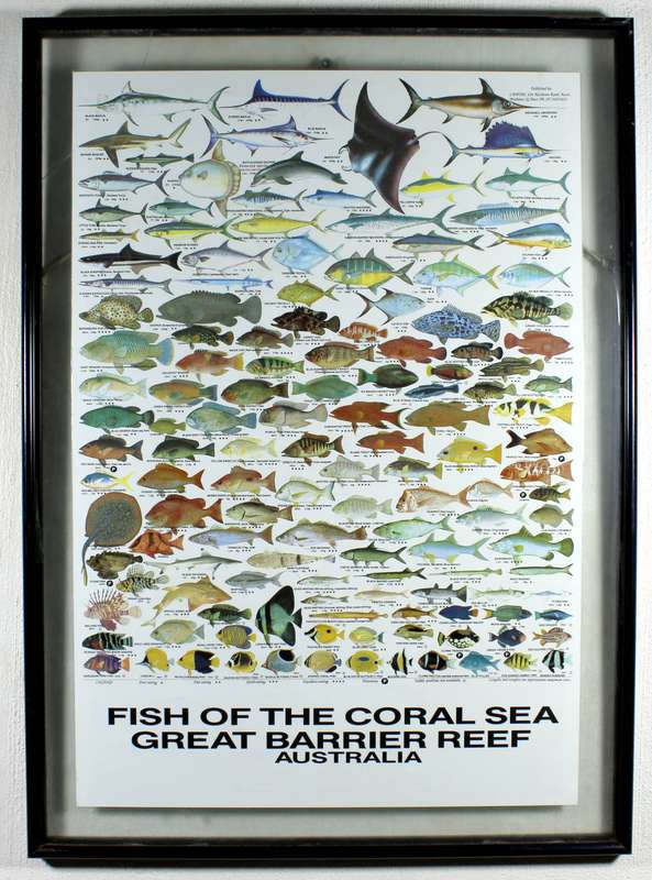 Fish of the coral sea - Great barrier reef Australia