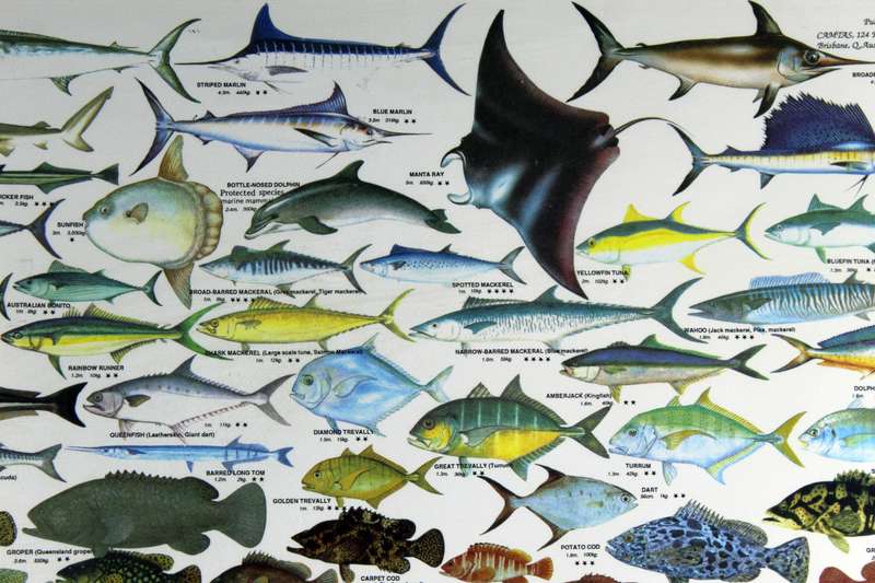 Fish of the coral sea - Great barrier reef Australia