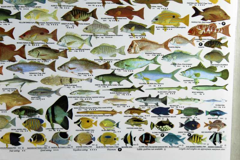 Fish of the coral sea - Great barrier reef Australia