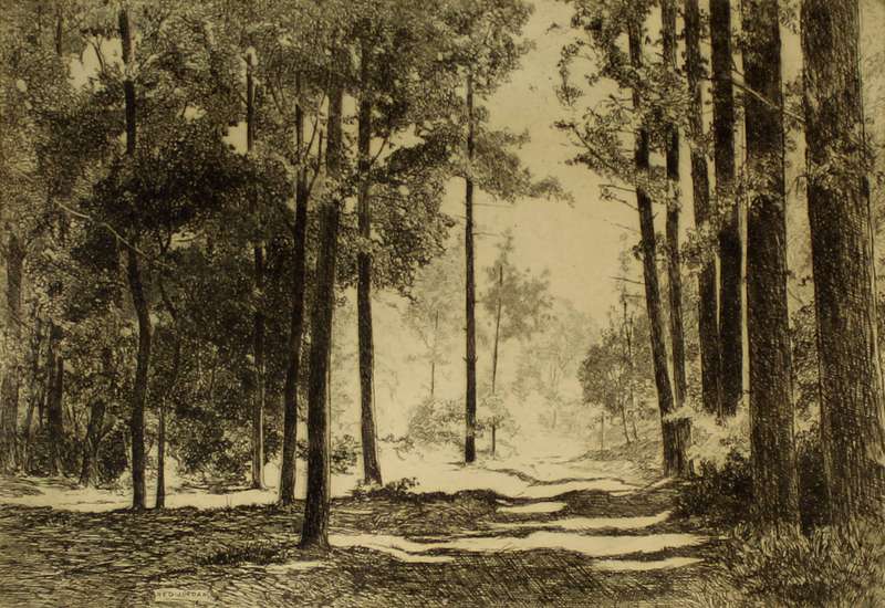 Reg Jordan - Tsitsikama forest