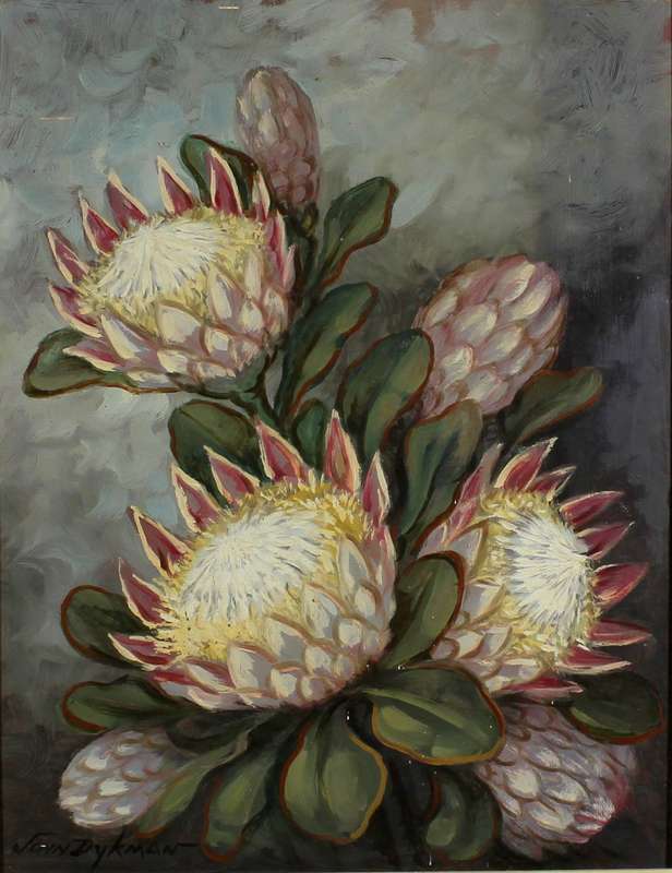 John Dykman - Protea's
