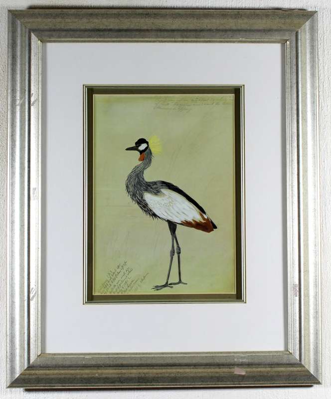 Grey crowned crane