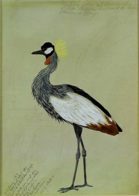 Grey crowned crane