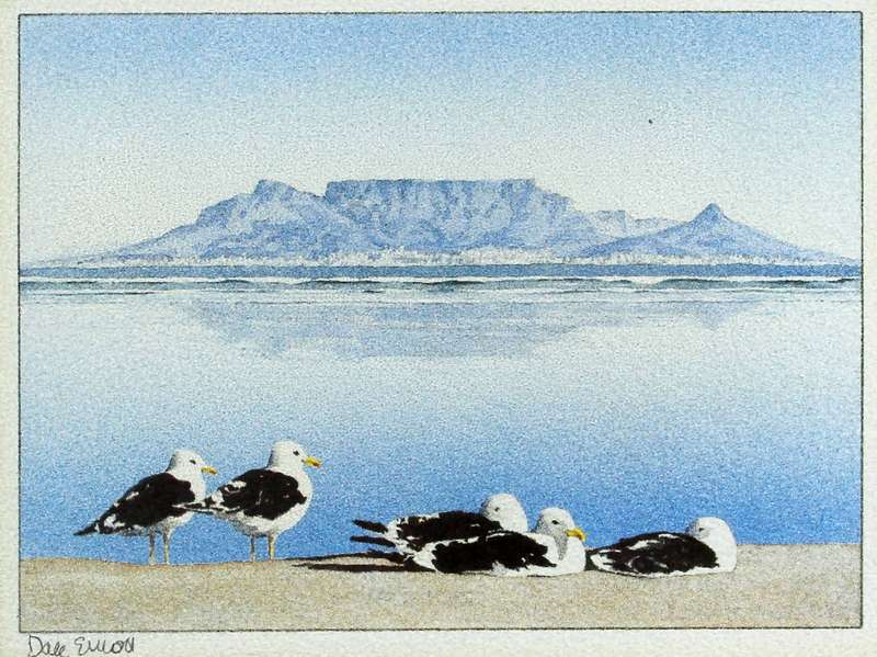Dale Elliot - Table mountain & seagulls