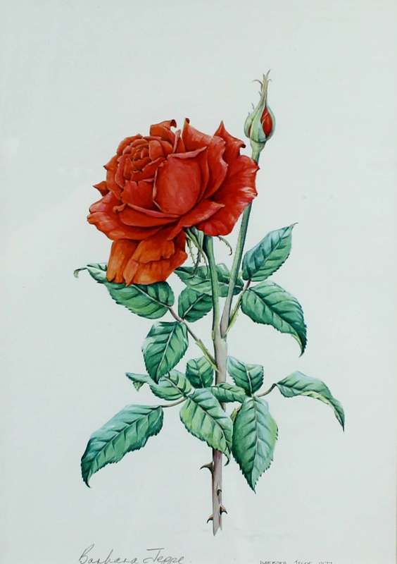 Barbara Jeppe - Rose still life
