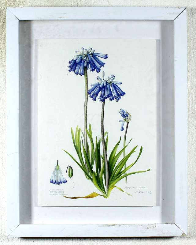 W Thomas - Agapanthus signed print