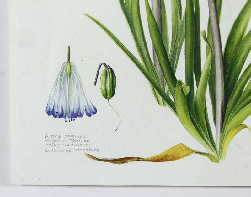 W Thomas - Agapanthus signed print