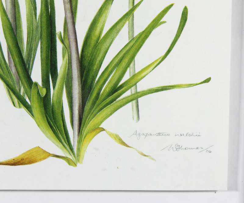 W Thomas - Agapanthus signed print