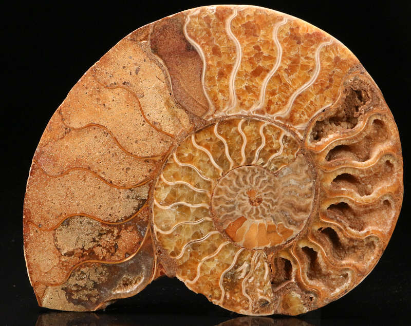 Polished Amonite, Madagascar