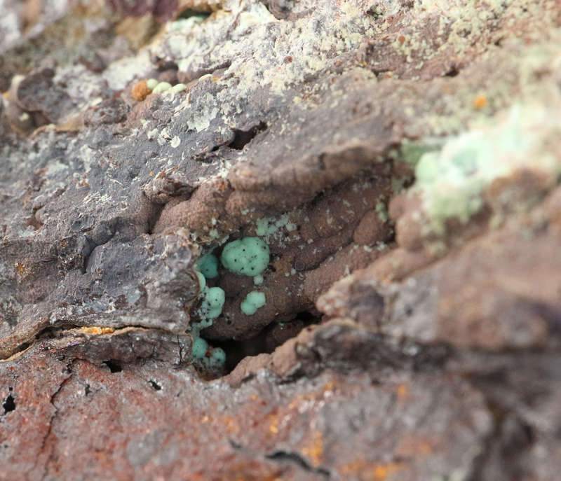 Chrysocolla on Goethite, Mashamba West Mine, DRC