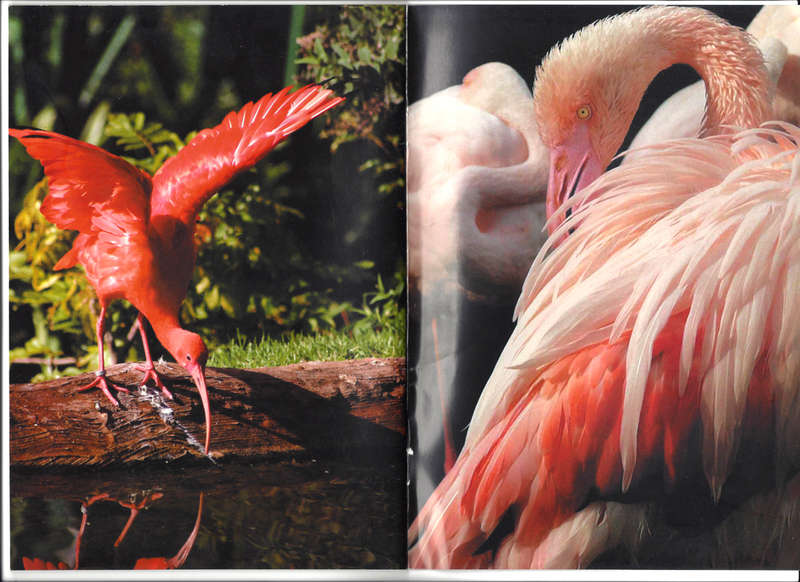 BIRDS of EDEN - BIRD IDENTIFICATION GUIDE. FREE FLIGHT BIRD SANCTUARY PLETTENBERG BAY, SOUTH AFRICA.