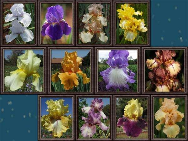 Bearded Iris Combo - 12 Different Varieties