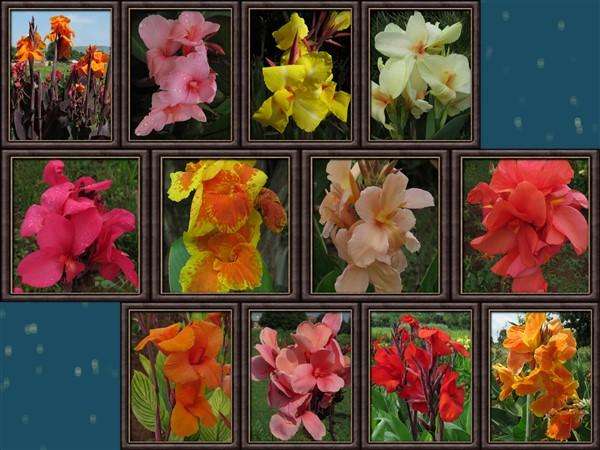 Canna Combo - 12 Different Varieties