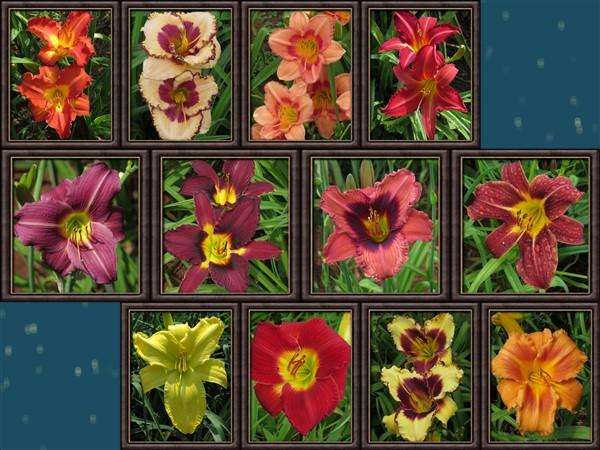 Daylily Combo - 12 Different Varieties