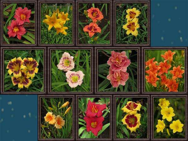 Daylily (miniatures) Combo - 12 Different varieties