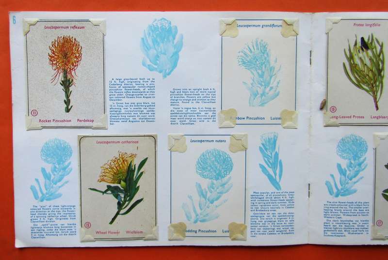 Old Proteas of South Africa Sticker Card Album