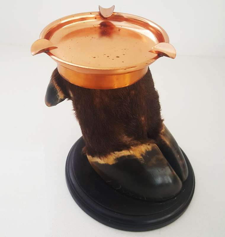 Taxidermy Real Buffalo Hoof and Ashtray