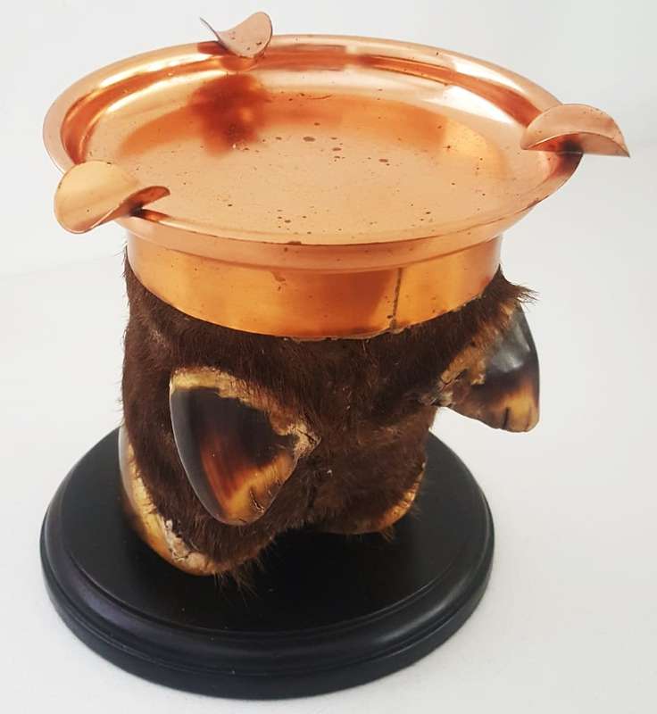 Taxidermy Real Buffalo Hoof and Ashtray