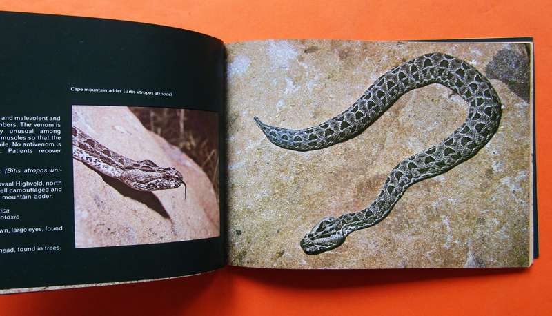 1978 Poisonous South African Snakes and Snakebite Brochure Booklet