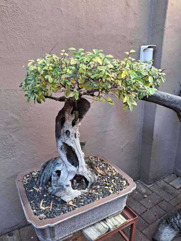 Ulmus parvifolia Bonsai