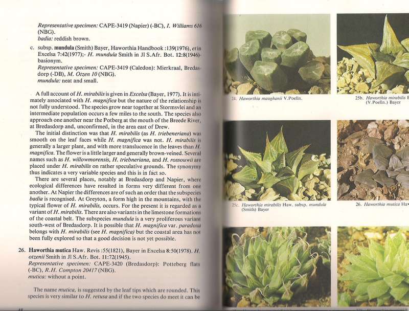 The New Haworthia Handbook, Bayer