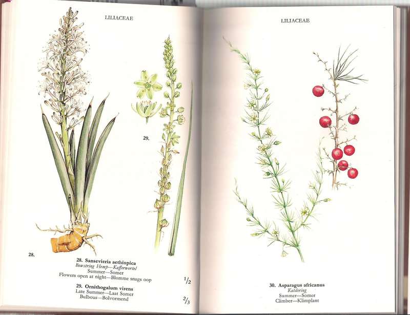 Wild Flowers of the Northern Cape / Veldblomme van Noord-Kaapland