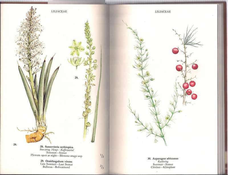 Wild Flowers of the Northern Cape / Veldblomme van Noord-Kaapland, Adams