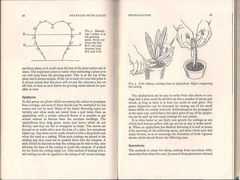 Starting with Cacti, Boarder