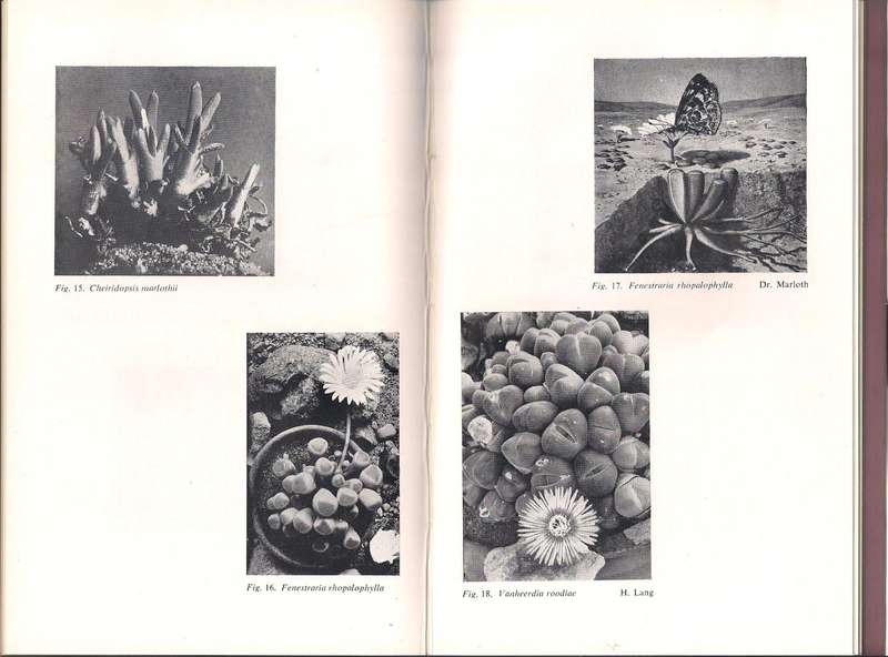 The Cultivation of the Mesembryanthemaceae, Schwantes