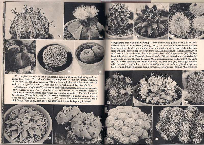 Cacti & Succulents, Huxley