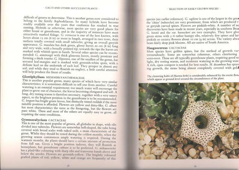 Cacti & Succulents, Innes