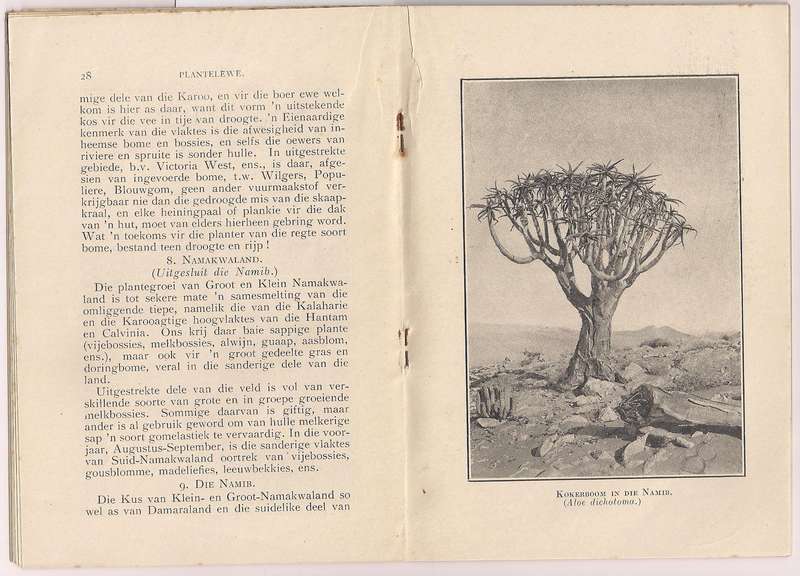 Die Plantewereld van Suidafarika, vol.I, Marloth