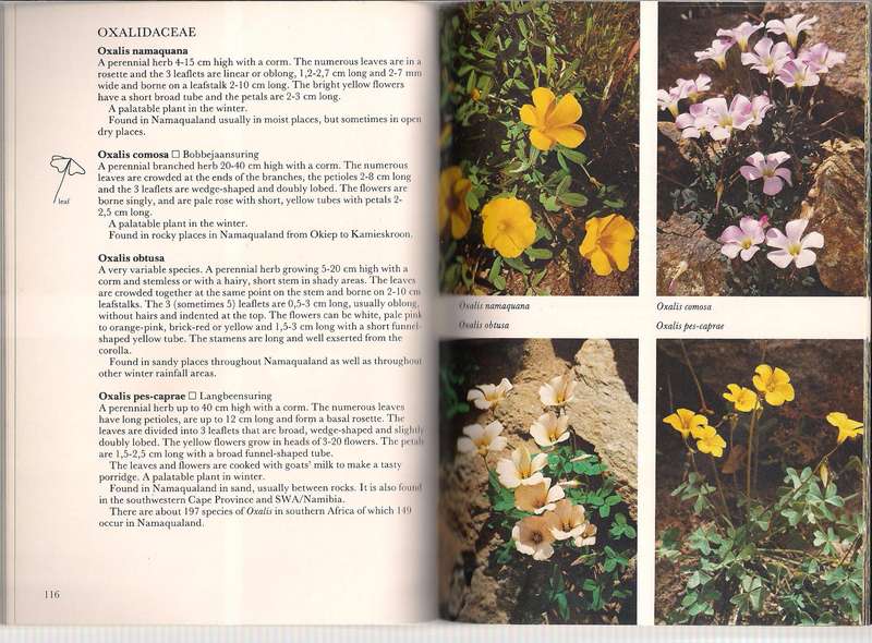 South Africa Wild Flower Guide # 1 Namaqualand
