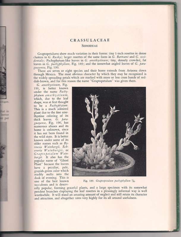 Succulents for the Amateur, Brown et al