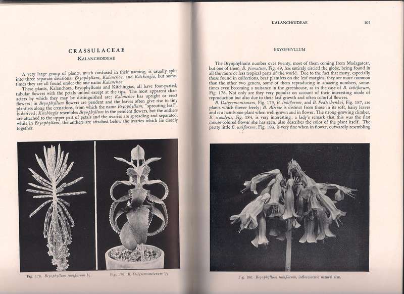 Succulents for the Amateur, Brown et al