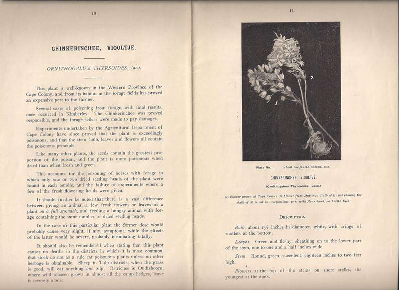 South African Poisonous Plants, Walsh