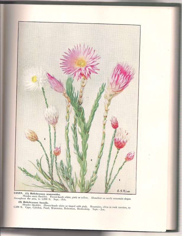 Wild Flowers of the Cape of Good Hope, Rice Compton