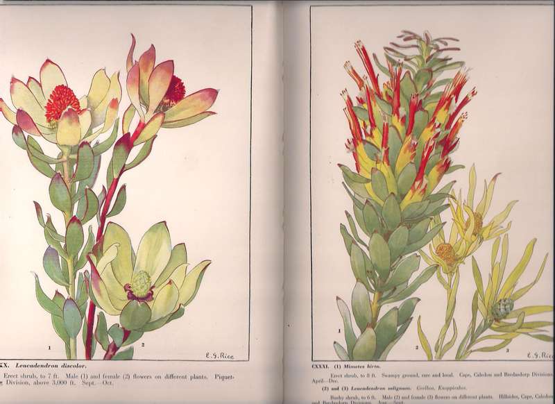 Wild Flowers of the Cape of Good Hope, Rice Compton