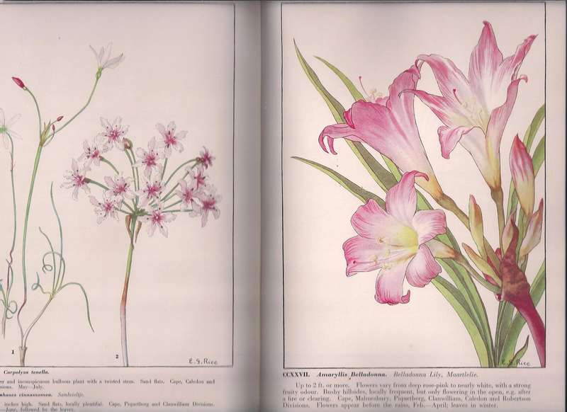 Wild Flowers of the Cape of Good Hope, Rice Compton