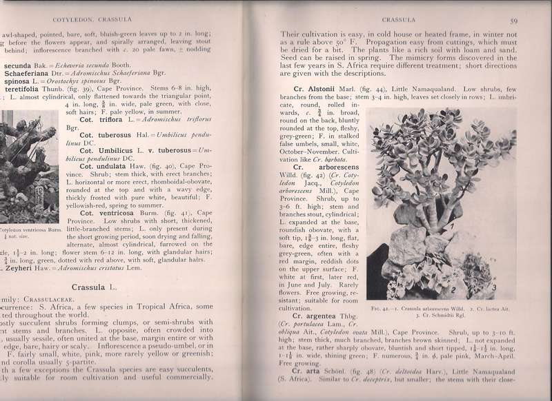 Succulent Plants, Jacobsen