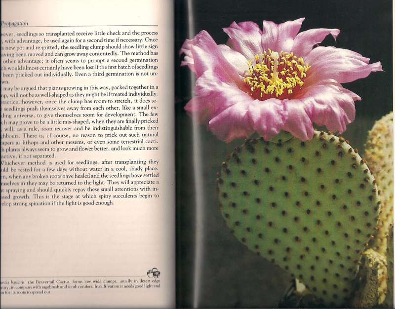Growing Succulent Plants, including Cacti, Graham