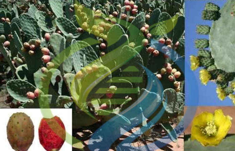 Sicilian Indian Fig Prickly Pear leaf