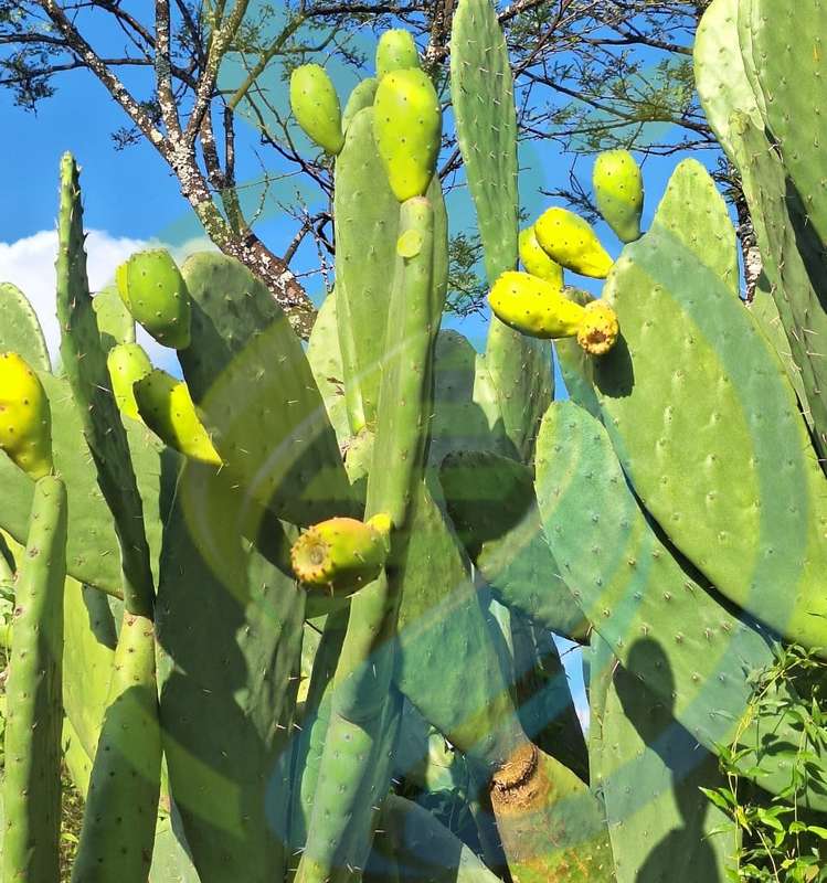 Yellow prickly pear leaf